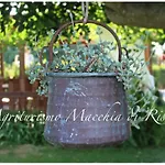 Macchia Di Riso